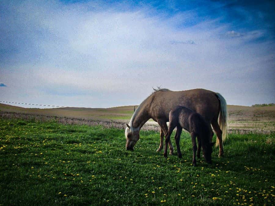 04 apr keziah froese majestic horses