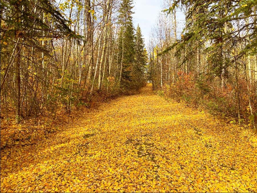 10 oct shannon small golden pathway