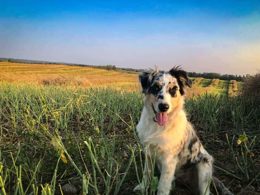 11 nov isaiah froese josies smile