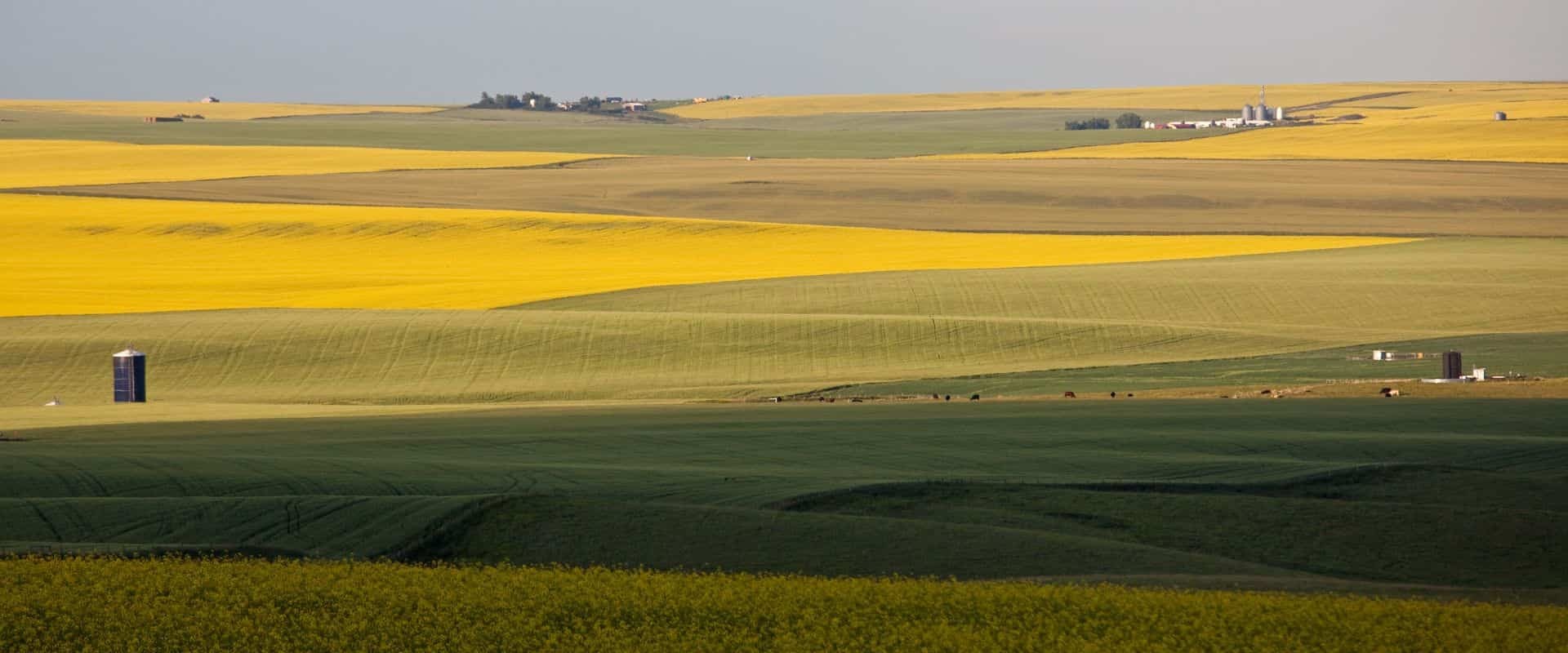 Header canola 05