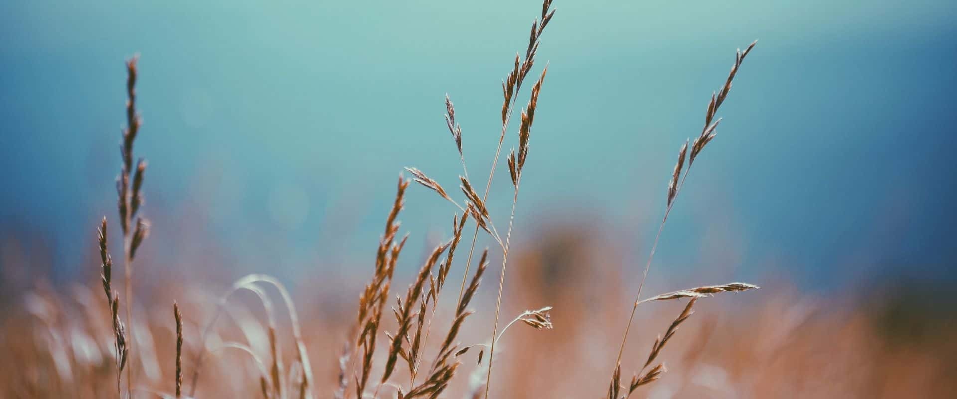 Header wheatfield 04