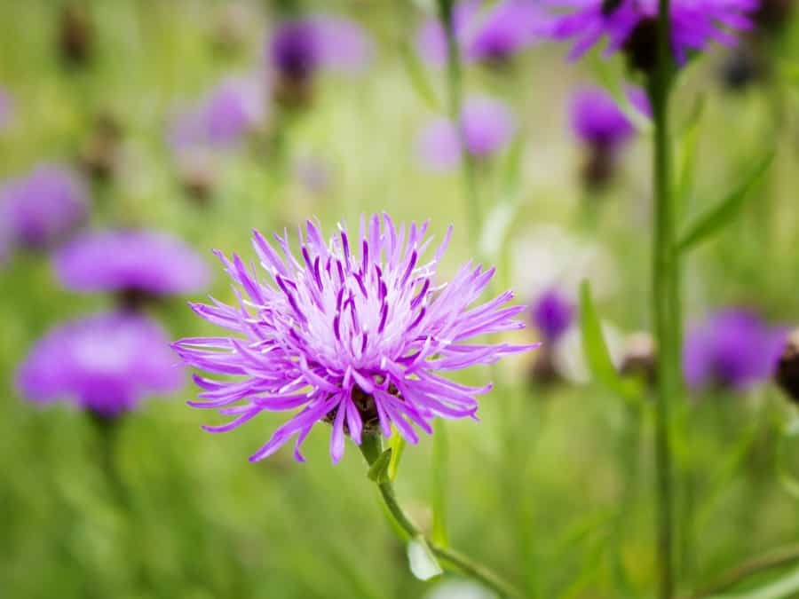 Ih knapweed 01