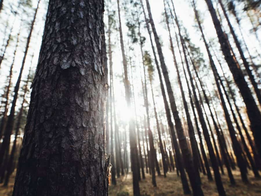 Ih treeline 01